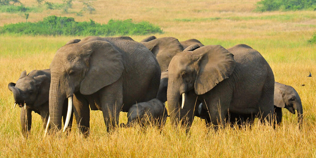 Best tour operators in Uganda