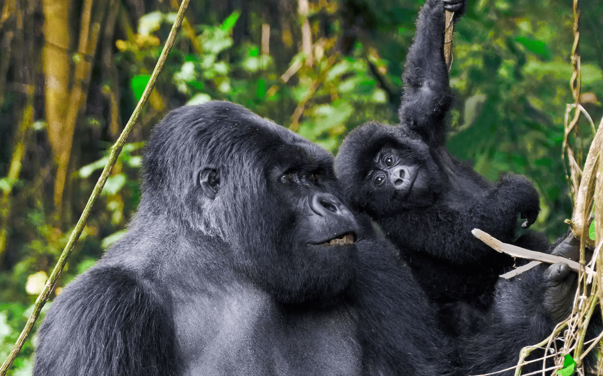 5-Days-Gorillas-Wildlife-Safari