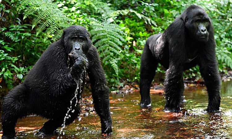 Gorilla-safaris-in-Uganda