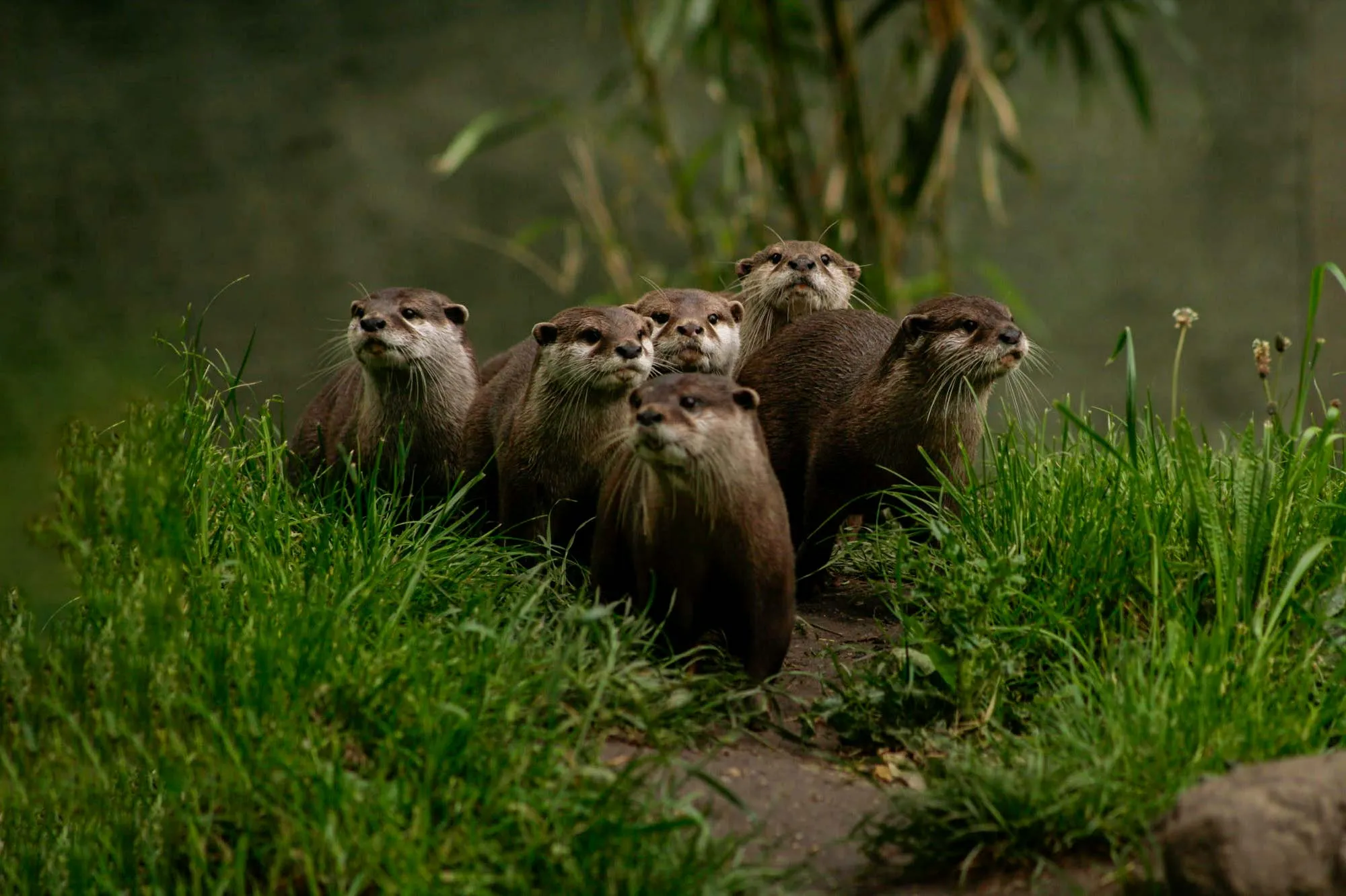 african-otters-uganda