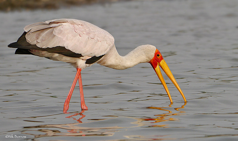 birding-1